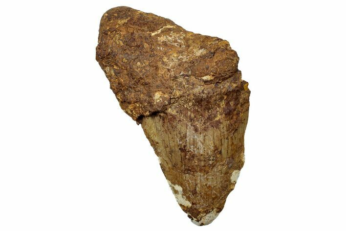 Bargain, Fossil Megalodon Tooth From Angola - Unusual Location #258606